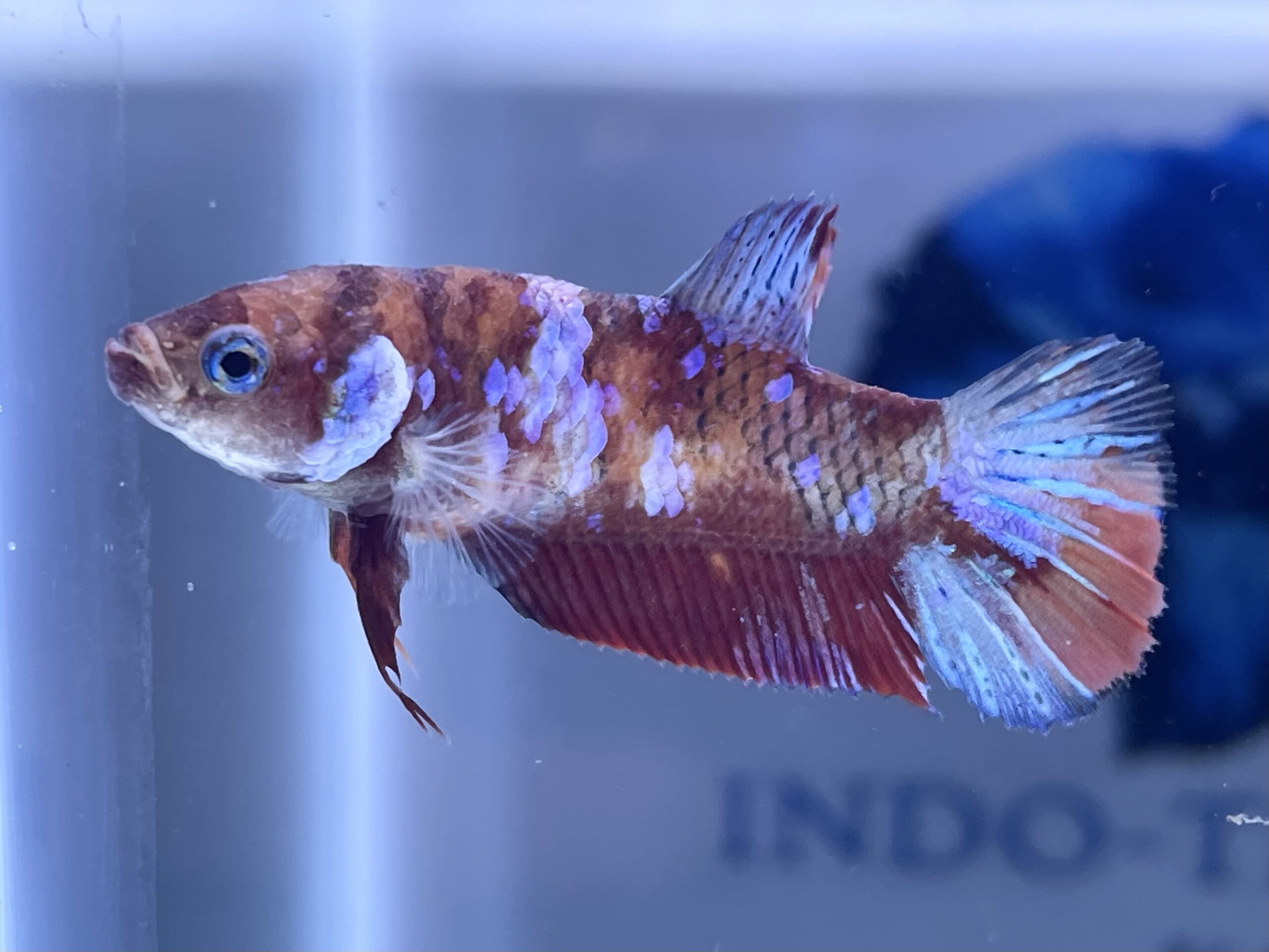 Imported Premium Grade Female Betta Fish | Indo Thai Bettas